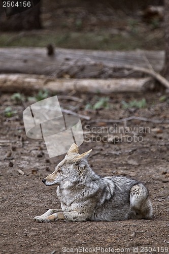 Image of Wild Timber wolf