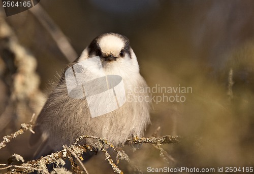 Image of Baby Gray Jay