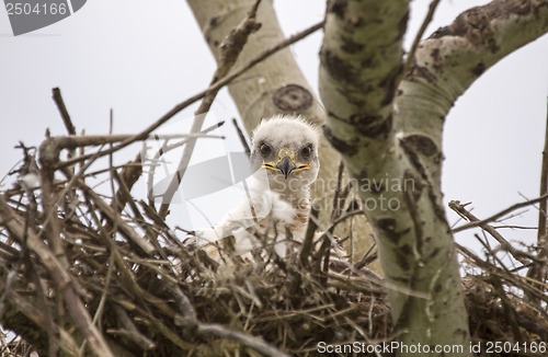 Image of Baby Swainson Hawk