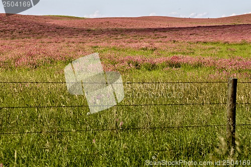 Image of Pink flower alfalfa 