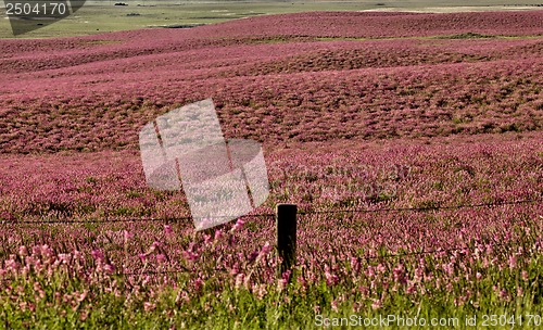 Image of Pink flower alfalfa 