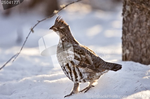 Image of Spruce Grouse in Winter