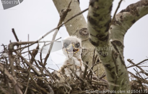 Image of Baby Swainson Hawk