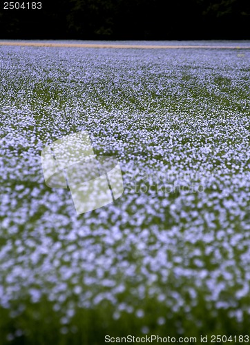 Image of Flax and canola crop