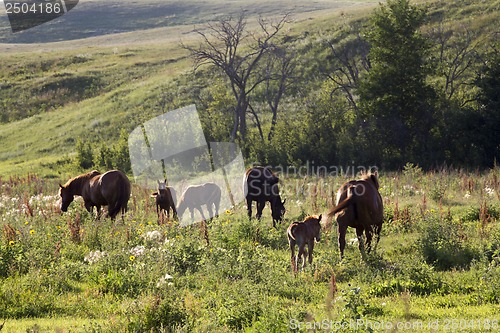 Image of Horses in Pasture