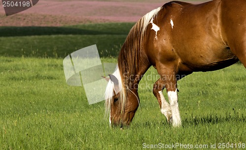 Image of Horse in Pasture