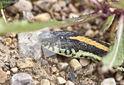 Image of Close up Garter Snake