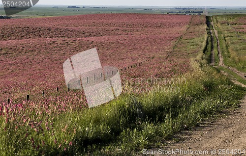 Image of Pink flower alfalfa 