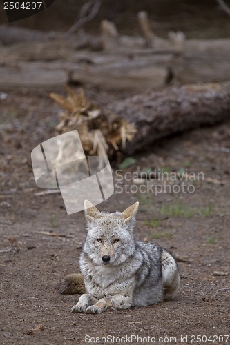 Image of Wild Timber wolf