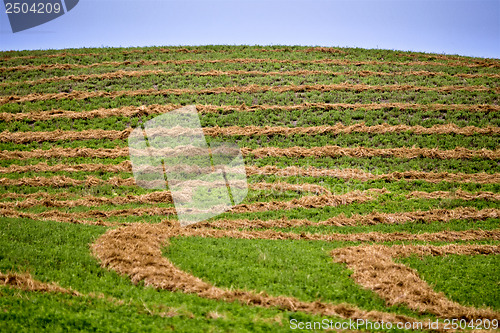 Image of Hay Crop Swath