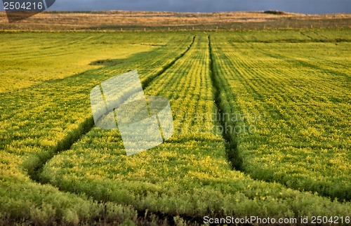 Image of Wet tractor tire tracks