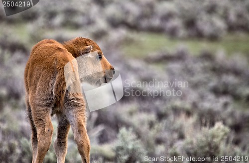 Image of Yellowstone National Park