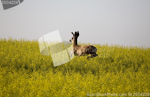 Image of Mule Deer Buck