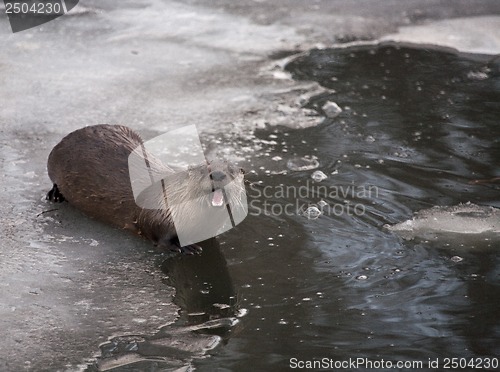 Image of Otter in Winter