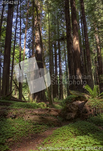 Image of Giant Redwoods California