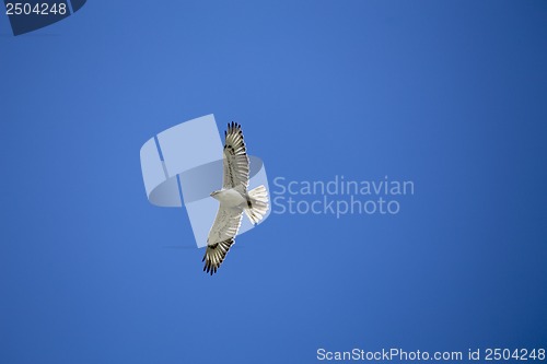 Image of Swainson Hawk in Flight