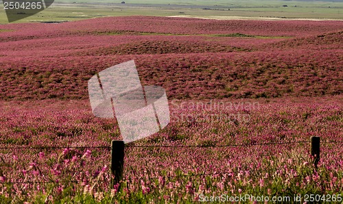 Image of Pink flower alfalfa 