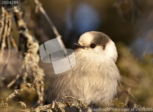 Image of Baby Gray Jay