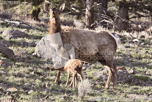 Image of Yellowstone National Park