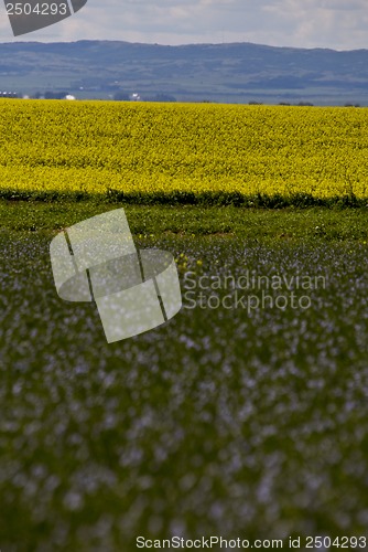 Image of Flax and canola crop