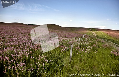 Image of Pink flower alfalfa 
