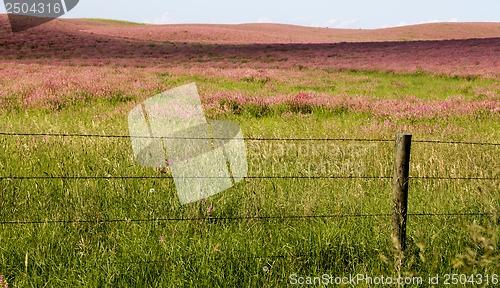 Image of Pink flower alfalfa 