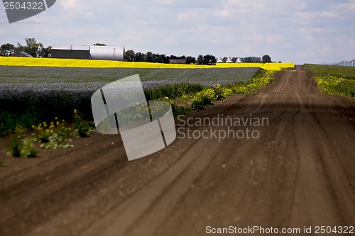 Image of Flax and canola crop