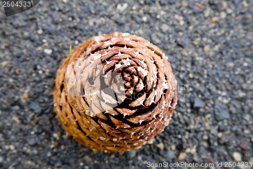 Image of Large Pine Cone