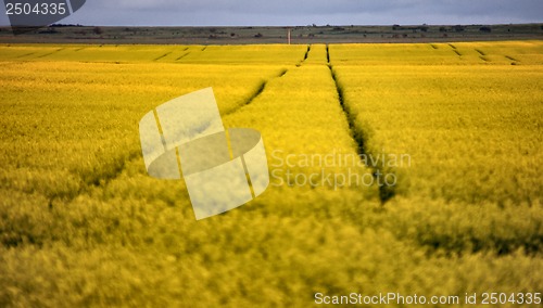 Image of Wet tractor tire tracks