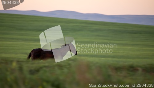 Image of Horses Pasture Blurred