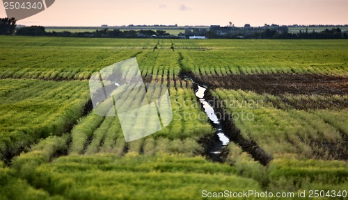 Image of Wet tractor tire tracks
