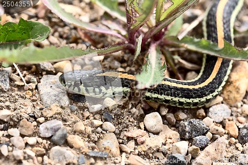 Image of Close up Garter Snake