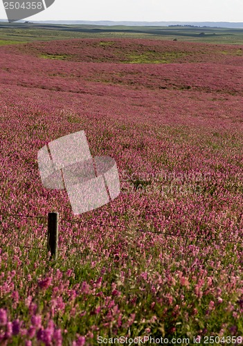 Image of Pink flower alfalfa 