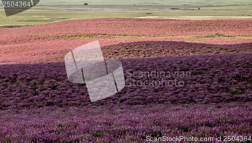 Image of Pink flower alfalfa 