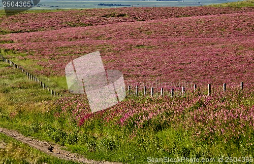 Image of Pink flower alfalfa 