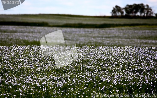 Image of Flax Bloom