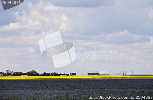 Image of Flax and canola crop
