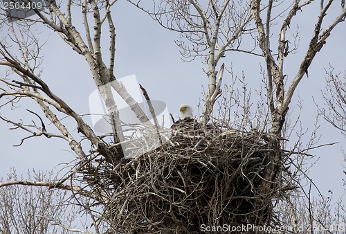 Image of Eagle in nest