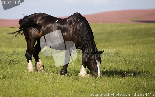 Image of Horse in Pasture