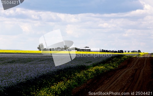 Image of Flax and canola crop