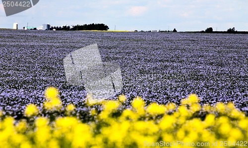 Image of Flax and canola crop