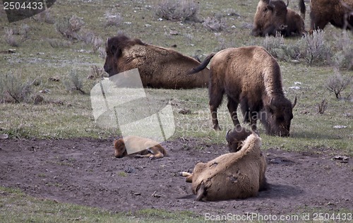 Image of Yellowstone National Park