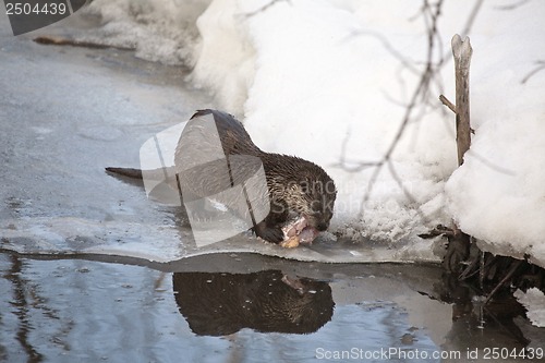 Image of Otter in Winter