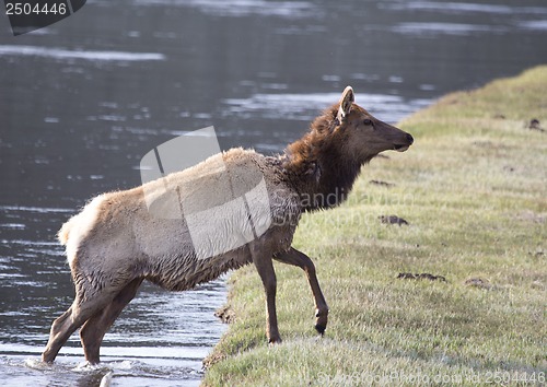 Image of Yellowstone National Park