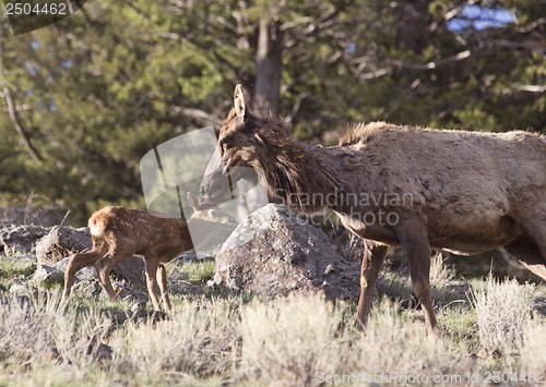 Image of Yellowstone National Park