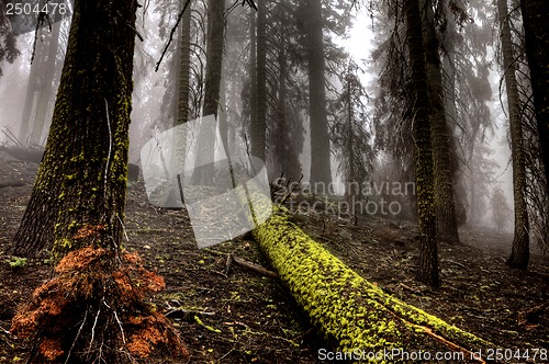 Image of Yosemite National Park