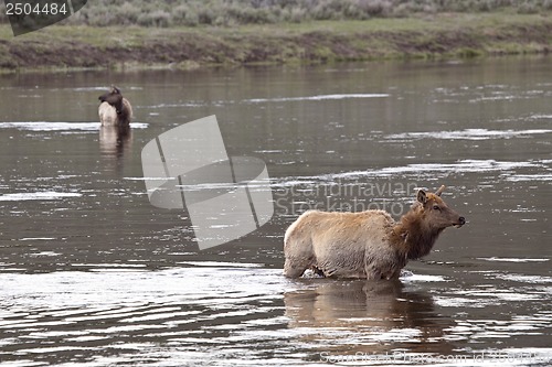 Image of Yellowstone National Park