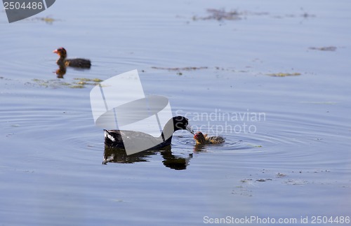 Image of American Coot and babies