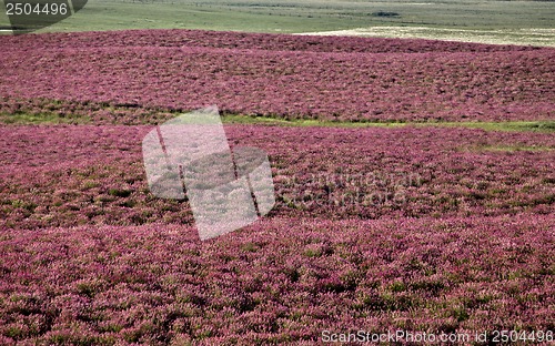 Image of Pink flower alfalfa 