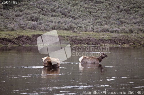 Image of Yellowstone National Park